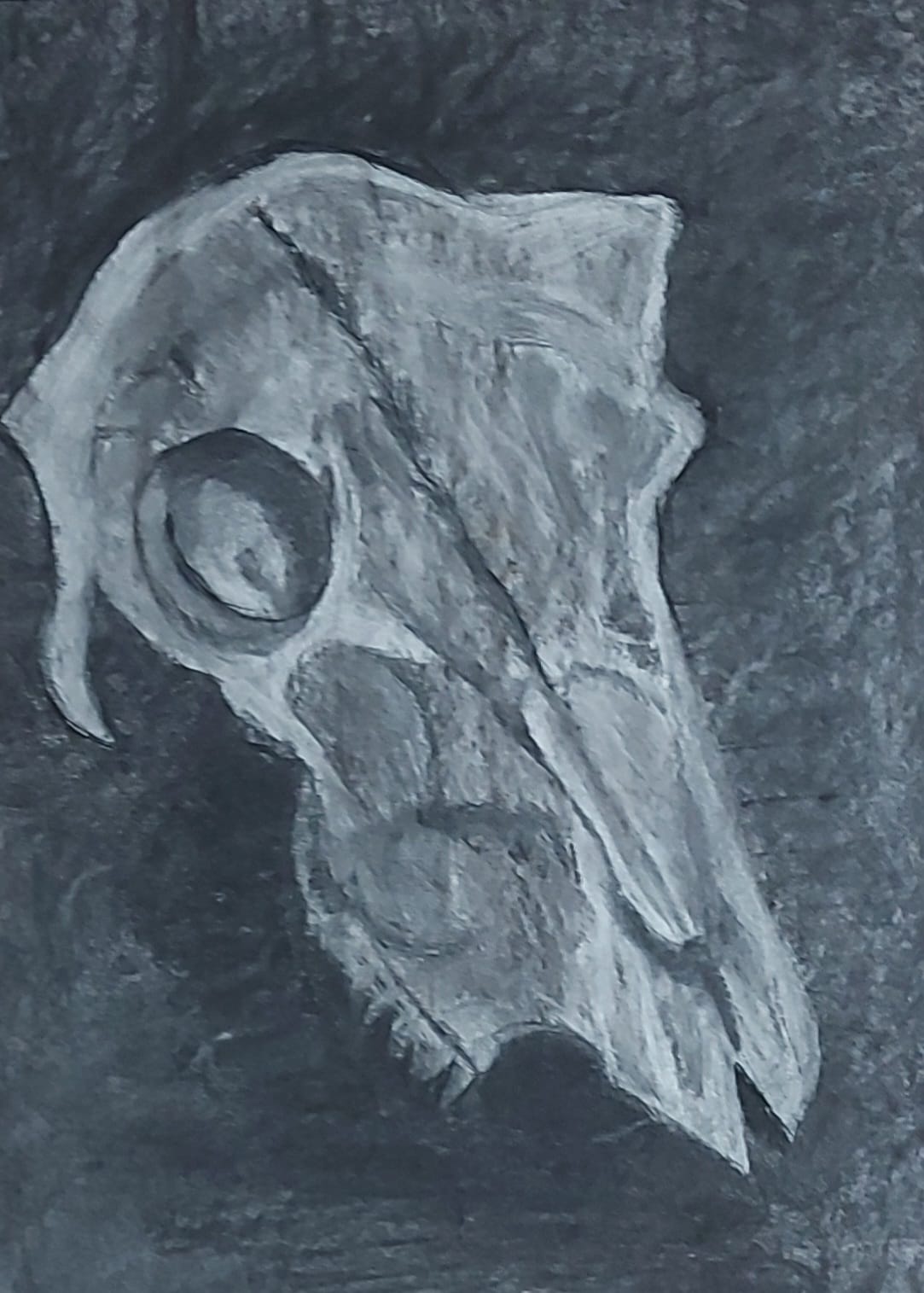 Skull